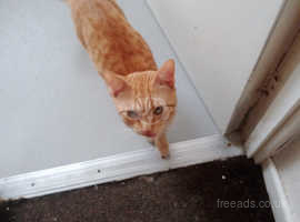 Phoenix.. 7 month old full ginger..male