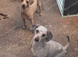 Toy Poodle stud for sale