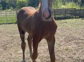 Beautiful Colt for sale