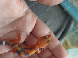 Leopard geckos for sale