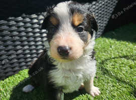 Beautiful border collie pup