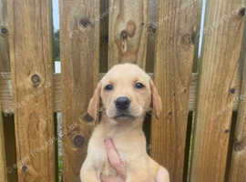 Fox red Labrador puppies for sale