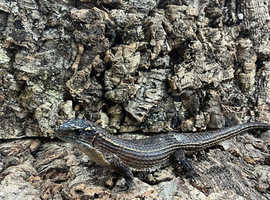 Sudan Plated Lizard Birmingham Reptiles