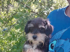 Yorkshire terrier cross