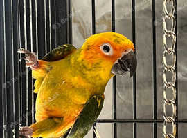 Baby Stunning Sun Conure Parrot,29