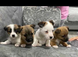 Jack Russell Dogs and Puppies in Oxford Find Puppies and Dogs at