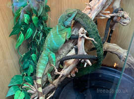 Chinese water dragon with full set up