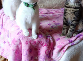 Cats and kittens available