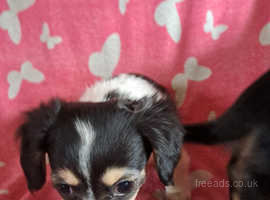 Freeads puppies deals