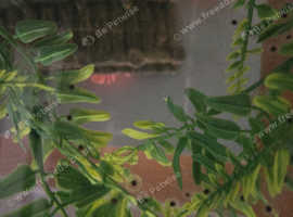 Axolotl eggs