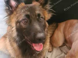 Belgium shepherd cross german shepherd