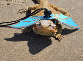 4 year old bearded dragon with viv