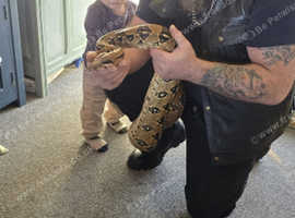Boa constrictor