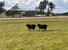 3 x Hebridean Ram Lambs, Breeding, Teaser