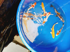 koi carp from £4 each
