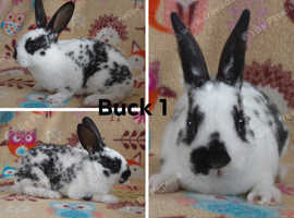 Mini rex bucks for reserving