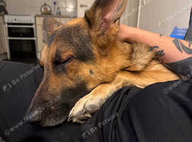 Beautiful German Shepherd