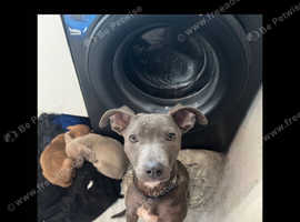Irish Staffordshire bull terrier