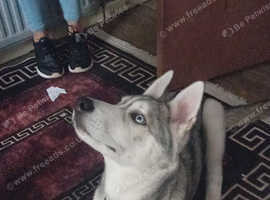 Siberian Huskey puppy