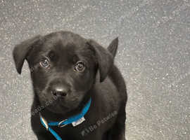 Male Labrador