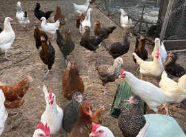 POL Hens