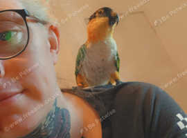 Caique