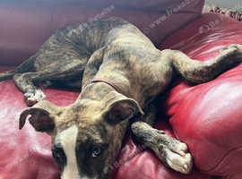 Urgent rehome for our greyhound cross