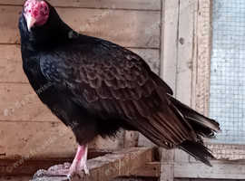 Turkey vulture