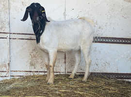 Boer x anglo nubian billy