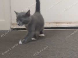 Kittens for sale