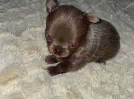 Chihuahua Puppies and Dogs For Sale Rehome a Puppy Near You