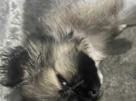 Tibetan spaniel pup