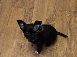 Short haired chihuahuas male