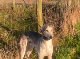 Saluki greyhound