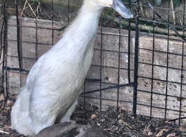 Female Indian runner duck
