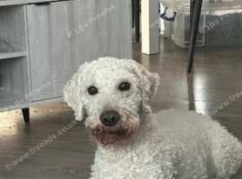 Double doodle male dog for sale 4 years 3 months old