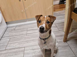 Male Plummer terrier