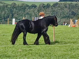 Stunning 6 year old mare 13.1 /13'2hh