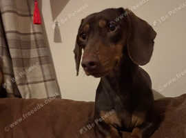Beautiful Chocolate/tan dog pup.