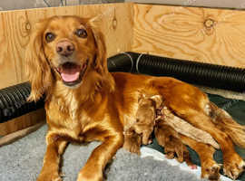 Working cocker puppies for sale