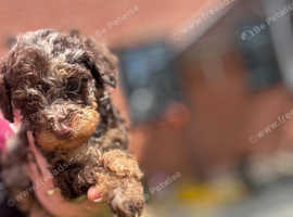 Beautiful colourful f1 toy poodles