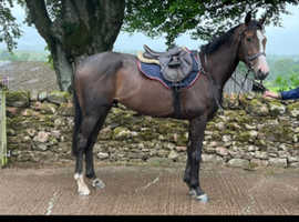 Super 16.1 tb gelding 3yrs old