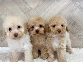 REDUCED Russian champion toy maltipoo puppies available