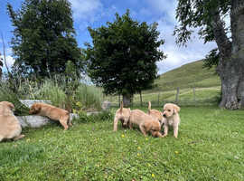 Fox red Labrador Retrievers pups for sale.