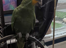 Orange winged amazon