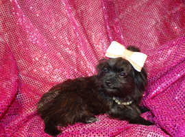 ***Micro Tiny Exquisite F1 Maltese x Toy Poodle Maltipoo Boy Puppies**