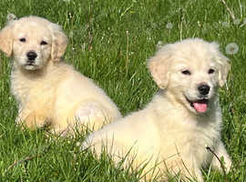 Stunning English Cream KC registered Golden Retriever Puppies
