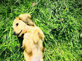 Cream / Black longhair dachshund kc reg