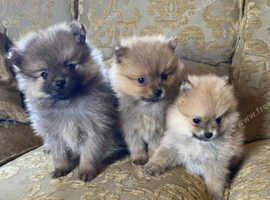 Miniature Pomeranian puppies