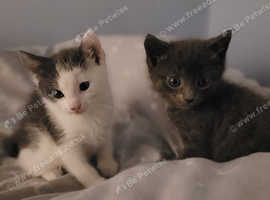 8 week old grey kitten